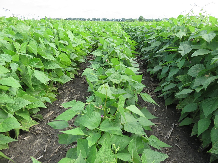 Black Beans, July 12