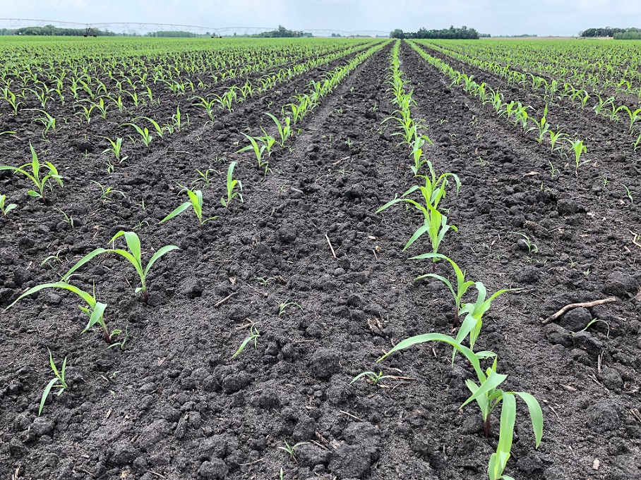 Corn, June 1