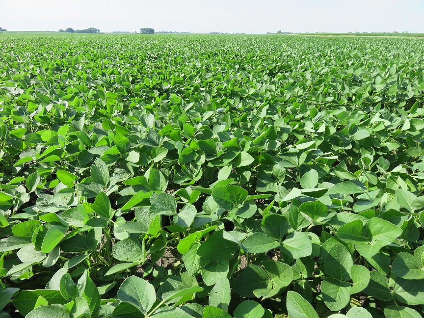 Soybeans, July 12