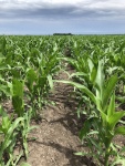 Corn June 23, Planted May 6