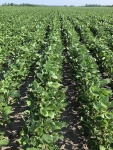 Soybeans July 24, Planted June 12