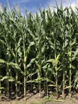 Corn Aug 23, Planted May 17