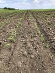 Corn May 31, Planted April 21