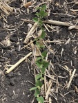 Soybeans May 31, Planted May 2