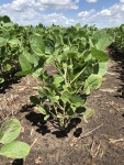 Soybeans July 7, Planted May 12