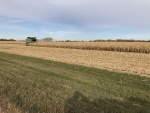 Corn Oct 25, Planted May 17