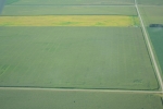 Corn (top&bottom), Navy's (middle) Aug 9